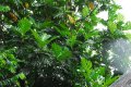 Arbre à pain. ARTOCARPUS altitis. Malaisie-Tahiti. Moraceae. 15-20m